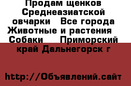 Продам щенков Среднеазиатской овчарки - Все города Животные и растения » Собаки   . Приморский край,Дальнегорск г.